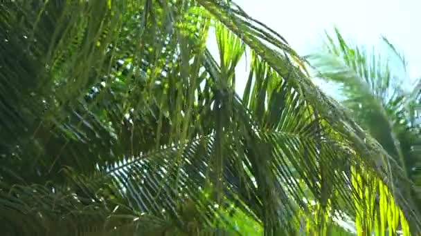 Tropische palm bladeren exotische plant zwaaien in de wind tegen zonlicht met zonnestraal en zonnevlam, natuur groene regenwoud achtergrond. Caribische zee. Zomer warme dag. Winderig. Het eilandleven. Bahama 's. — Stockvideo
