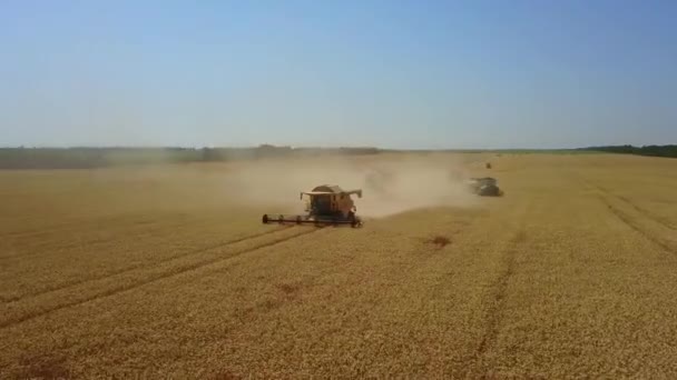 Stavropol, RUSIA - 15 de julio de 2020: Combinar la cosecha de cereales, cielo azul. Día de verano. Campos de trigo. Las espigas doradas se cierran. Hermoso paisaje de la puesta del sol de la naturaleza. Paisajes rurales a la luz del sol — Vídeos de Stock