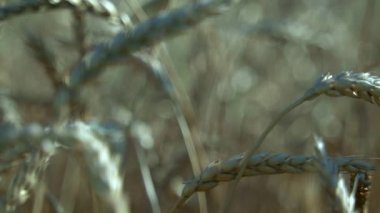 Sarı dikenler rüzgarda sallanıyor. Gökyüzüne karşı olgun tahıl hasadı. Kırsalda buğday tarlasının üzerinde bulutlar olan güzel bir gökyüzü. Büyük sarı bir buğday tarlası. Gün batımının altın ışıklarıyla.