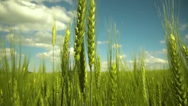 Uši pšenice zblízka. Pěstování pšeničného pole při západu slunce. Pole zelené syrové pšenice se kymácí. Přírodní krajina. Klidná scéna. Zpomalené video — Stock video