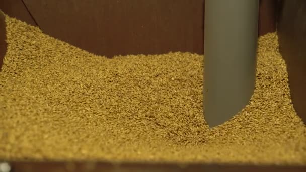 MALT FUNNELING DOWN INTO GRINDER DURING BEER BREWING PROCESS IN A BREWERY — Vídeo de Stock