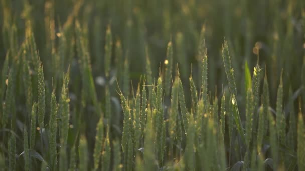 Panoramatický záběr žita na poli západu slunce. zralá pšenice proti modré obloze. Špičáky pšenice s větrem, který třese obilím. Sklizeň zrní v létě. zemědělský podnikatelský koncept. environmentálně — Stock video