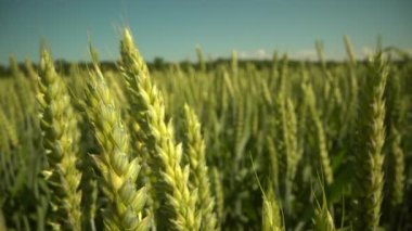 Gün batımında tarlada buğday kulakları. Buğday tarımı tarım sektörü kavramını hasat ediyor. Büyük buğday tarlasında yürü. Büyük buğday hasadı yazın tarla manzarası yaşam tarzında