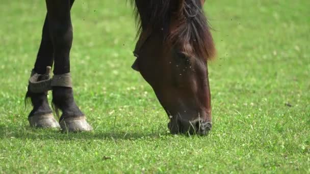 Een paard weidt, een rood paard weidt, een prachtig paard eet groen gras, het paard eet gras in de stal — Stockvideo