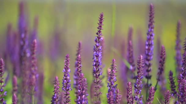 Salvia officinal: Medicinal plant of sage flower on wild meadow swinging in wind. Close up of garden sage flowers during shower — 图库视频影像