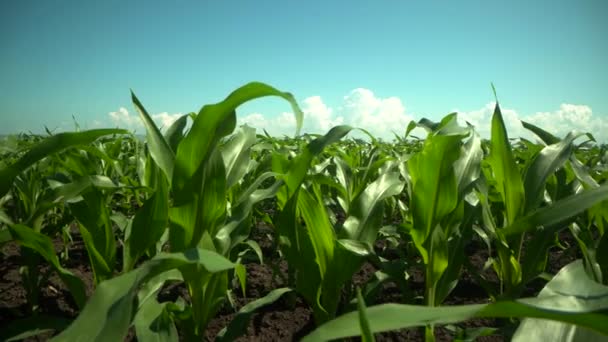 Groeiende planten Veld van jonge maïsspruiten. Voedselmodificatie Crop Farming Concept. — Stockvideo