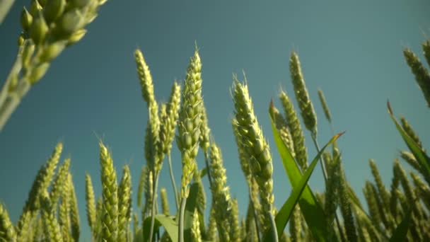 Buğday tarlası. Buğday kulakları yakında. Hasat ve hasat konsepti. Tarım çekimini kapat. Düşük açı. Yeşil buğday — Stok video