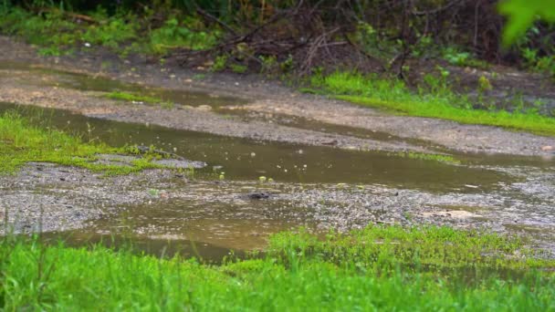 Краплі дощової води падають у велику калюжу на асфальті, затоплюючи вулицю. Дорожні повені через сильний дощ у вологий сезон. Падіння дощів — стокове відео