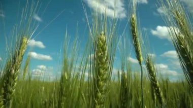 Buğday kulakları yakında. Gün batımında buğday yetiştirmek. Yeşil buğday tarlası sallanıyor. Doğa manzarası. Huzurlu bir sahne. Yavaş çekim videosu
