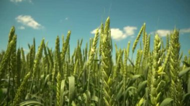 Makro panorama çekimi. Olgunlaşmış çayır buğday tarlaları. Zengin hasat konsepti. Yavaş çekim buğday tarlası. Yeşil buğday kulakları yakında. Güzel Doğa, Kırsal Manzara.