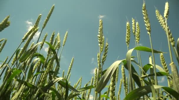 Makro geniş açı. Olgunlaşmış çayır buğday tarlaları. Zengin hasat konsepti. Yavaş çekim buğday tarlası. Yeşil buğday kulakları yakında. Güzel Doğa, Kırsal Manzara. — Stok video