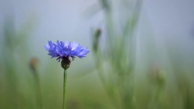 Teksas, Hill Country 'de parlak bir bahar gününde Bluebonnet' leri kapatın. Kamera tarladaki çiçeklerin arasından geçiyor..