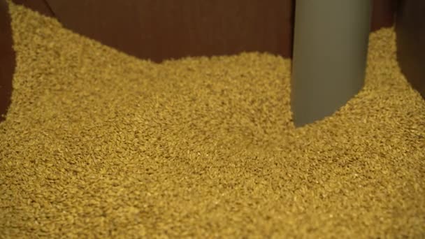 Dry malt beans ready to be used to brew the beer or the pure light or dark malt whiskey. concept of healthy and wholesome ingredients. Italian malt of barley for craft beer — Stock Video