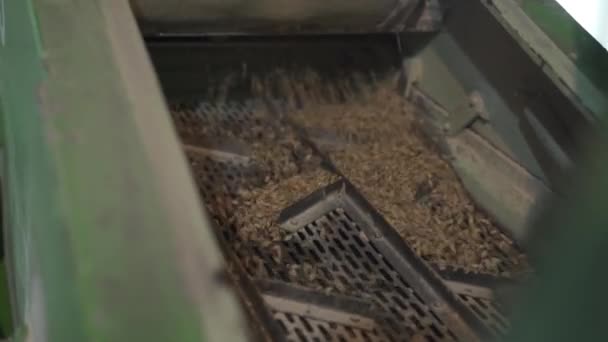 Het malen van mout voor de productie van bier in de brouwerij. Het vermalen van de mout in een elektrische molen. — Stockvideo