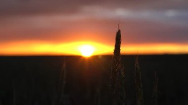 Buğday tarlası. Altın buğday kulakları yakında. Güzel Doğa Günbatımı Manzarası. Parlayan Güneş Işığı Altında Kırsal Manzara. Olgunlaşan buğday tarlalarının arka planı. Zengin hasat konsepti. Etiket sanat tasarımı