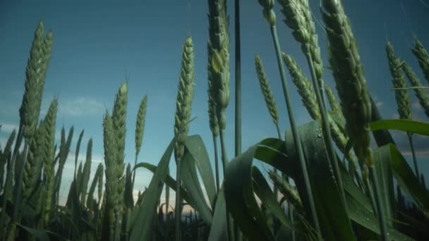 Golden Sunset Over Wheat Field. Ears of Golden Wheat Close Up. Beautiful Nature Sunset Landscape. Rural Scenery Under Shining Sunlight. Slow Motion Closeup. Landscape Summer Field Sun Sky Nature. — Stockvideo