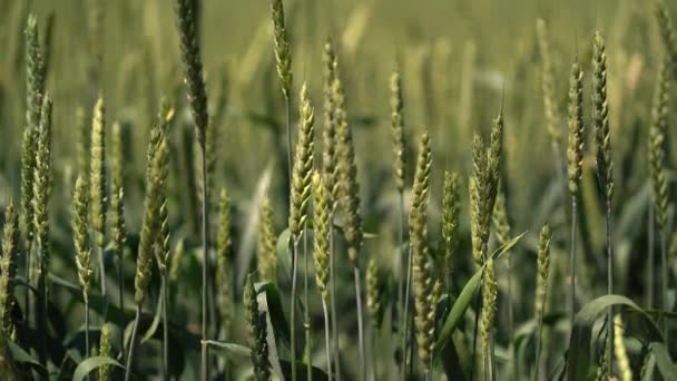 Mogna öron av ängsvetefält. Rik skördekoncept. Långsamma rörelser Vetefält. Öron av grönt vete på nära håll. Vacker natur, lantlig natur. — Stockvideo