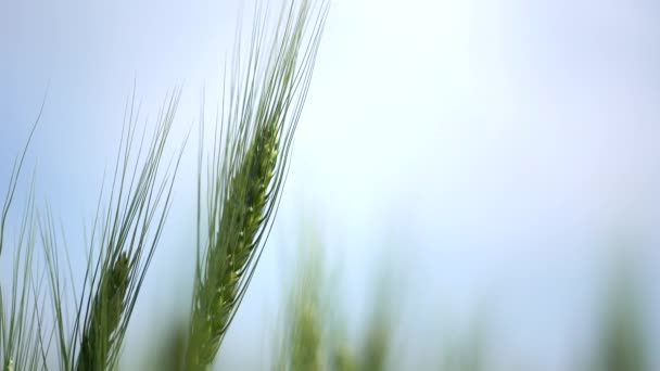 Jordbruk. Mogna grödor under den varma solen. Vind sveper tjockt korn i ett fält som skapar vågor. Ett flingfält för brödbakning. En stor spannmålsskörd. Jordbruksföretag. — Stockvideo