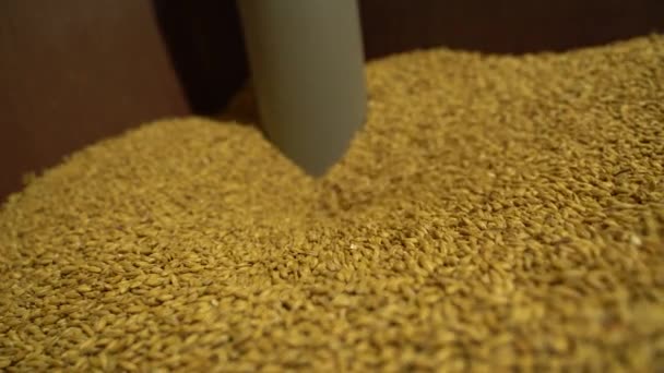 Close-up de grãos de malte que são banhados pelo buraco. Tomado em close-up — Vídeo de Stock