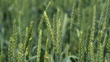 Sabah Gündoğumu Sahada Buğday Kulakları Arasında Parlıyor. Makro 4K 'ya yakın çekim