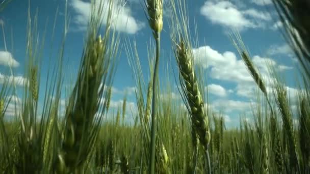 Buğday tarlası, rüzgardan sarkan buğday kulakları. Altın kulaklar rüzgarda yavaşça sallanıyor. Yaz günü olgunlaşan buğday tarlası manzarası. Tarım endüstrisi. — Stok video