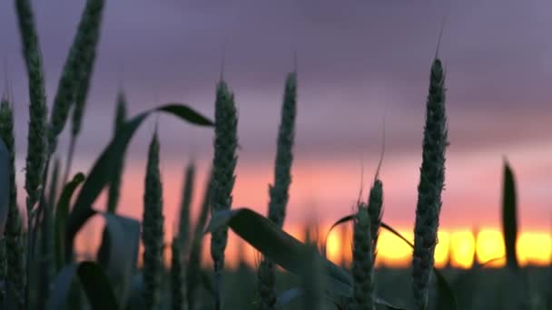 Espigas de trigo no campo a durante o pôr do sol. agricultura de trigo colheita agronegócio conceito. andar em campo de trigo grande. grande colheita de trigo no verão no estilo de vida de paisagem de campo. Filmagem 4k — Vídeo de Stock