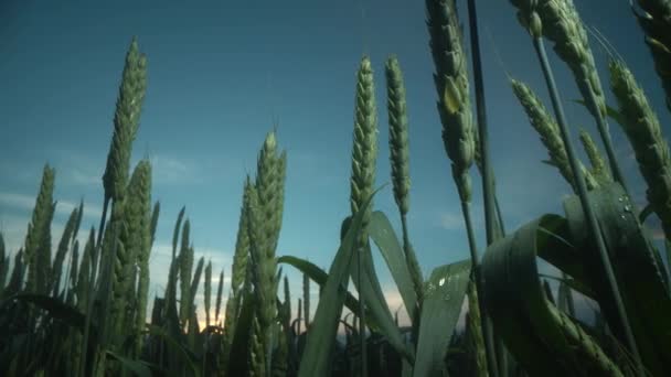 Panoramaaufnahme von Weizen und Roggen im Sonnenuntergang. Ähren auf dem Feld und bei Sonnenuntergang. Weizenanbau bei der Ernte landwirtschaftliches Konzept. Spaziergang durch ein großes Weizenfeld. Große Weizenernte im Sommer — Stockvideo