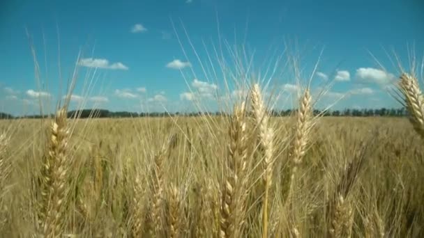 Feche de orelhas de trigo no vento leve no dia ensolarado. Campo de trigo dourado sobre o céu azul no dia de verão. — Vídeo de Stock