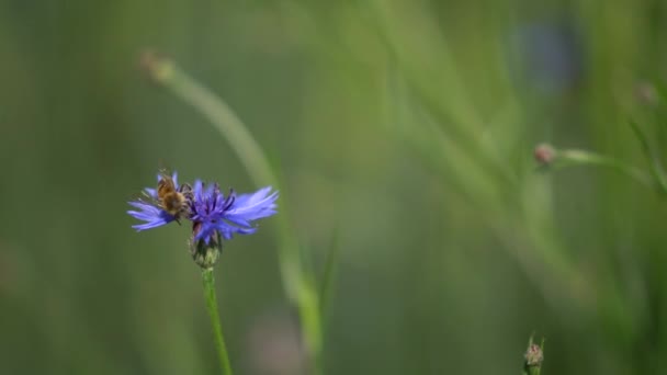 La abeja golpea la pequeña flor rosa, la naturaleza en cámara lenta. — Vídeo de stock
