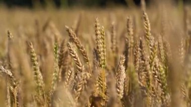 Güneş ışınları buğdaylara sarılıyor. Güzel Doğa Günbatımı Manzarası