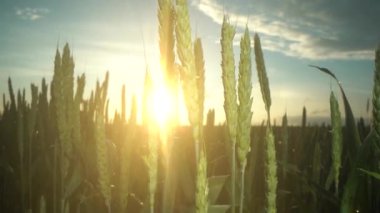 Buğday kulaklı altın arkaplan ve metin için boş alan. Panorama.