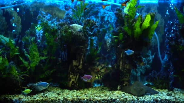 Prachtig zoetwateraquarium met groene planten en veel vissen. Zoetwateraquarium met een grote kudde vissen. Prachtig aquariumlandschap. Aquaruimte. — Stockvideo