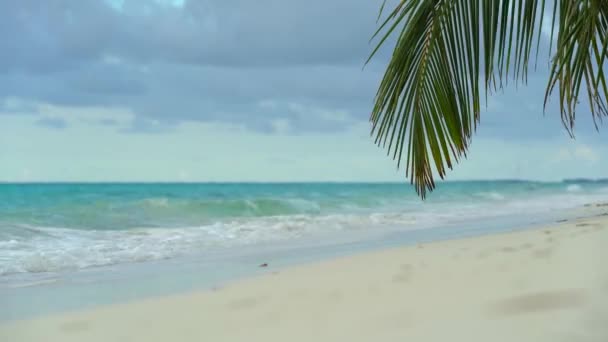 Tropiska ön. Vild och obebodd kust. Resmål genom palmblad. Sommarsemester — Stockvideo