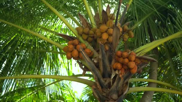 Пальма з великою кількістю стиглих жовтих кокосів проти неба в Африці, Занзібар. Під пальмами розслабляються екзотичні краєвиди. Нижній вид тропічного дерева. Овочі в Африці, Танзанії. — стокове відео