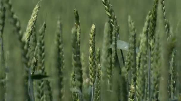 麦畑。小麦の耳を閉じてください。収穫と収穫の概念. — ストック動画
