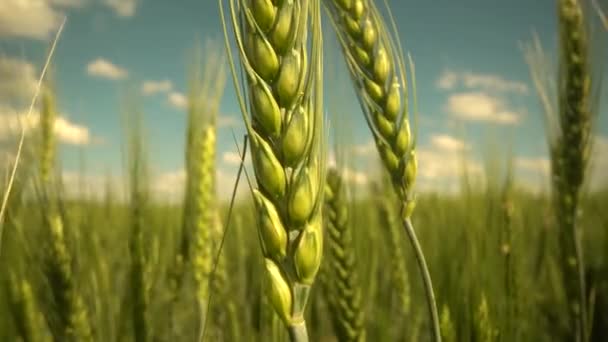 Zrznoucí sluch lučního pšeničného pole. Koncept bohaté sklizně. Zpomalené pšeničné pole. Uši zelené pšenice zblízka. Krásná příroda, venkovské scenérie.