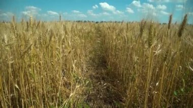 Tuscany, İtalya 'daki güzel sarı buğday bitkilerinin üzerinde Gün batımının ışıltısını yaklaş. Kuru buğday başlarının içinde olgunlaşmış tohumlar Büyük tarlalarda huzurlu kırlarda altın güneş doğarken