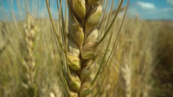 Sluiten van gele gerstplanten in een tarweveld — Stockvideo