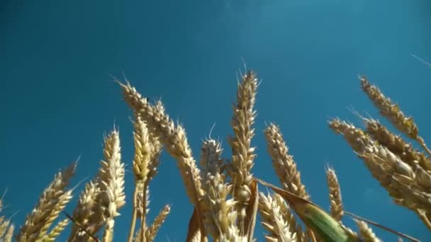 Gyllene vetefält under blå himmel och moln. — Stockvideo