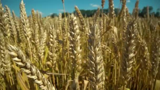 Mavi gökyüzüne karşı olgunlaşan buğday tarlası. Buğday dalları ve buğday tozu rüzgarı. tahıl hasadı yazın olgunlaşır. Tarım sektörü konsepti. Çevre dostu buğday. — Stok video