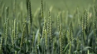 Buğday tarlası, rüzgardan sarkan buğday kulakları. Altın kulaklar rüzgarda yavaşça sallanıyor. Yaz günü olgunlaşan buğday tarlası manzarası. Tarım endüstrisi.