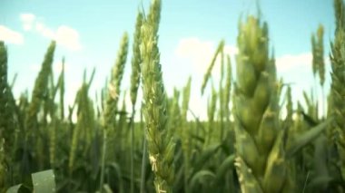 Rüzgarda sallanan buğdayın uzaktan köyün yanından esen rüzgarın resimli görüntüsü. Slovenya kırsalında hafif bir yaz esintisi eserken uzun buğday sapları sallanıyor.