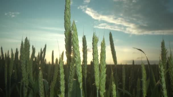 Campo de trigo verde y día soleado. — Vídeos de Stock