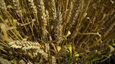 Bir tarlada el buğday kulaklarıyla dokunarak ağır çekimde yürüyorum. Buğday tarlasında gün ışığının ve doğanın tadını çıkaran kaygısız güzel bir kadın inanılmaz renkli bir günbatımında..