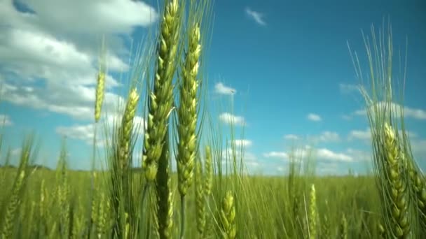 Yeşil buğday tarlası ve güneşli gün. — Stok video