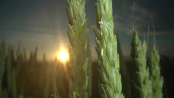 日没の麦畑のマクロショットは、小麦の穏やかな風から揺れるの耳。黄金の耳をゆっくりと風の近くに揺れている。夏の日に熟すコムギ畑の眺め。農業. — ストック動画