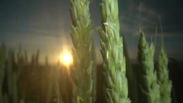 Makro skott av vetefält i solnedgången, öron av vete svajande från den milda vinden. Gyllene öron svänger långsamt i vinden närbild. Utsikt över mognad vetefält på sommardagen. Jordbruksindustri. — Stockvideo