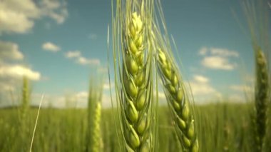 Buğday tarlası. Buğday kulakları yakında. Hasat ve hasat konsepti. Makro atış. Büyümüş