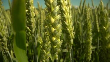 Tarım çiftliği. Olgunlaşmış çayır buğday tarlaları. Zengin hasat konsepti. Yavaş çekim buğday tarlası. Yeşil buğday kulakları yakında. Güzel Doğa, Kırsal Manzara. Yeşil tarım alanının görünümü