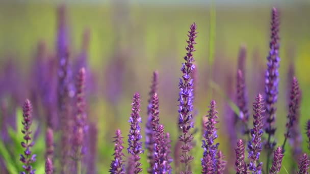 Flores de jardín violeta, flores de lavanda. Flor para mujer. Campo de lavanda en Provenza, Francia. Flor Violeta fragantes flores de lavanda. Creciendo lavanda balanceándose en el viento sobre el cielo puesta del sol, cosecha. — Vídeos de Stock